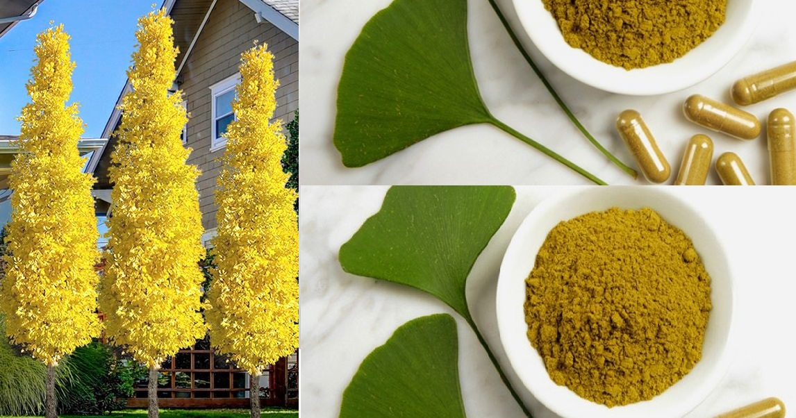 Ginkgo biloba herb from JKMPIC-Seed Store
