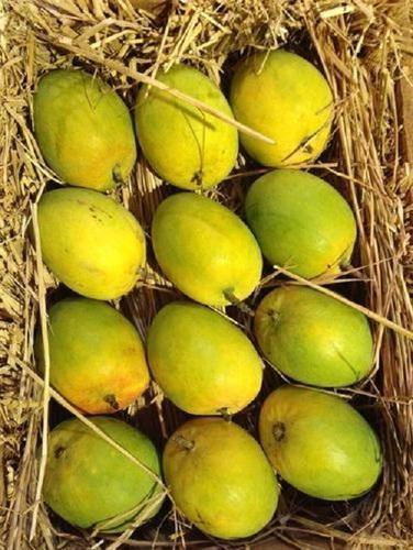 Mango Pulp And Mango Puree( Bulk Quantity & Export Inquiries Only-)