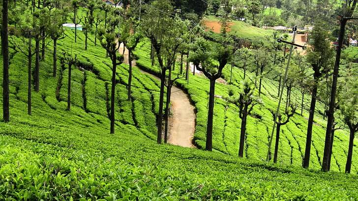 POPULAR PACKAGES IN INDIA from Tripncare