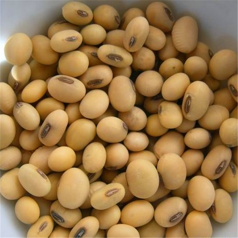 European best grade NON GMO Soybean  from Saju Agro Dealers