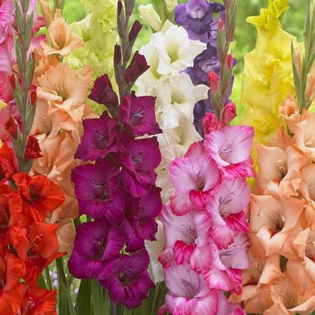 Gladiolus Bulb Flower Plant from Planto Gallery E nursery