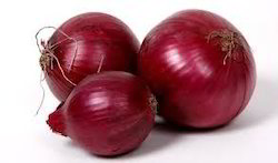 Fresh Onion from Chauhan Exim