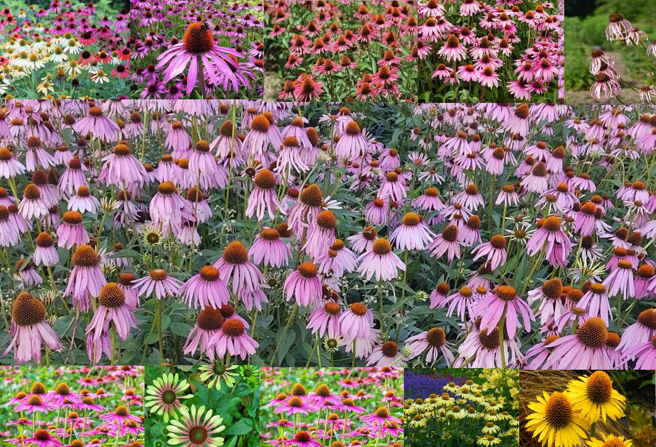 Echinacea purpurea seeds in Kashmir from JKMPIC-Seed Store