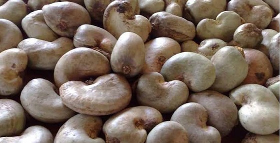 Raw Cashew Shells from Goldarrow Technologies