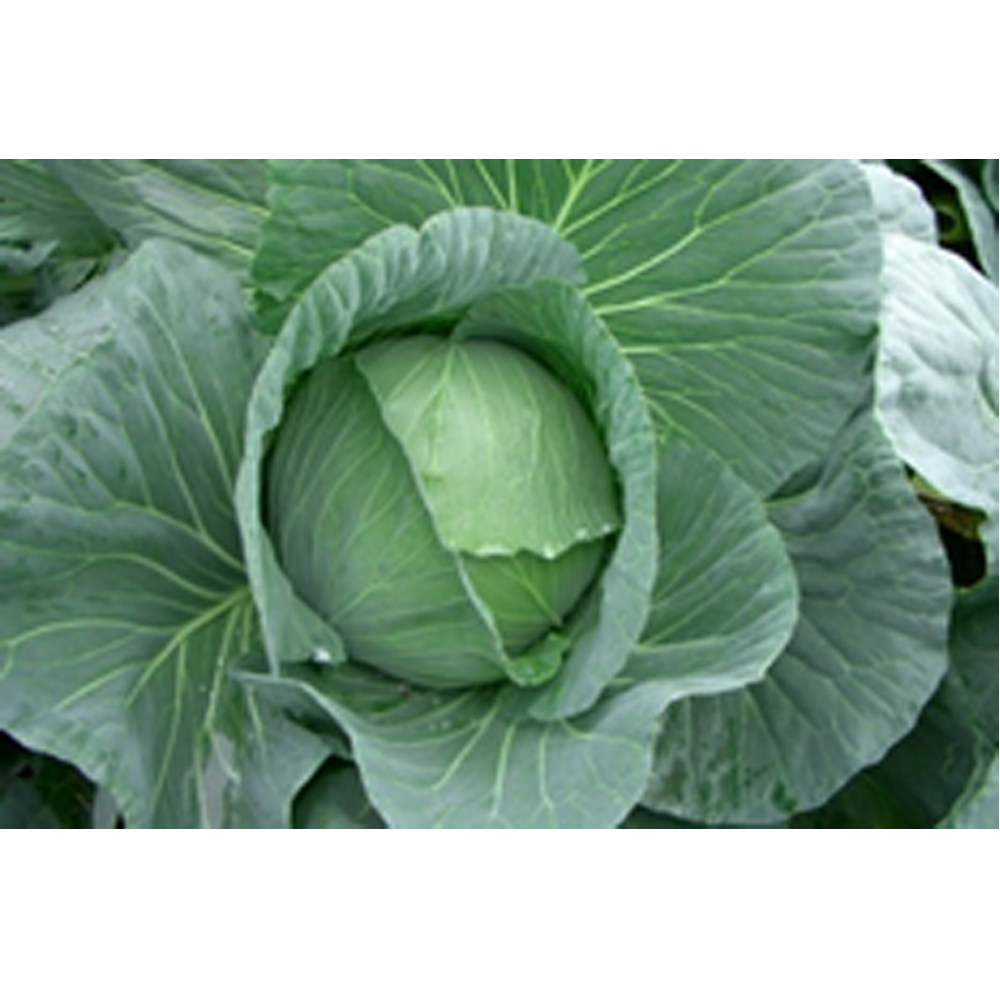 Cabbage Seminis Millenium 111 from KissanPro