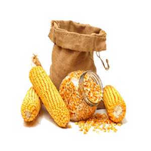 Best Quality Maize from Strive Axim Pvt Ltd