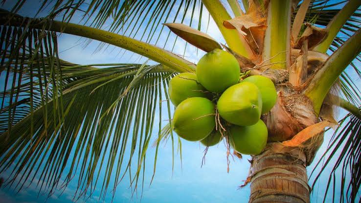 Coconut 