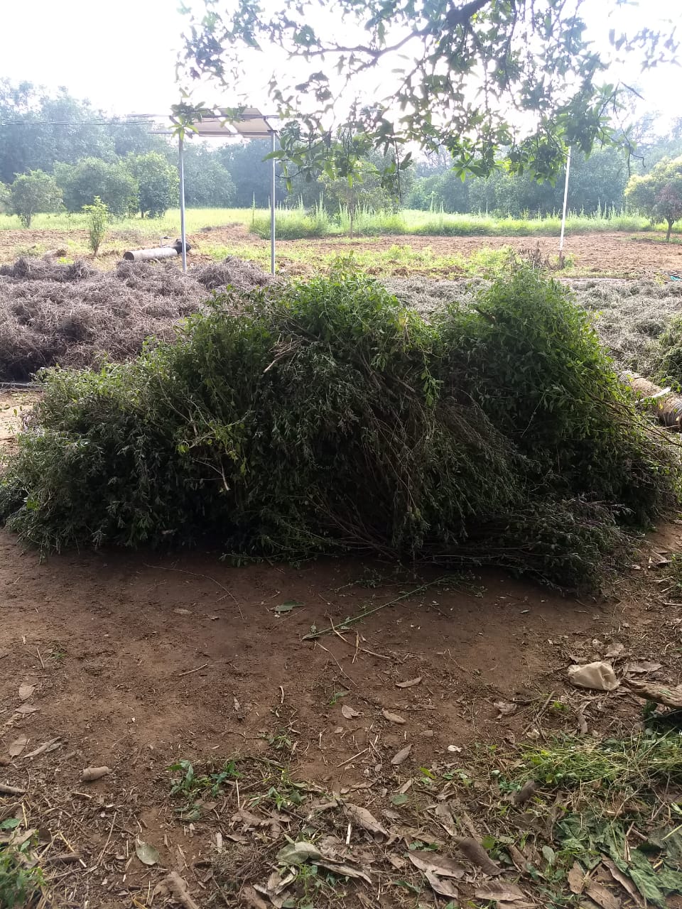 Certified Organic Herb: Tulasi-Rama Tulasi :- Aerial Parts-Fresh & Dry from Vizzy Fresh Organic Farm