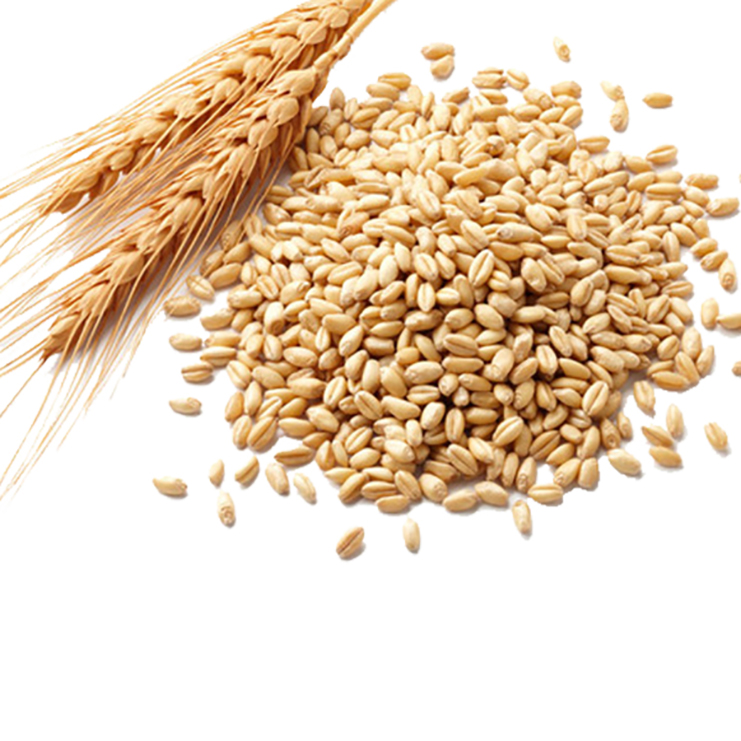 Best Quality Fresh Wheat Grain For Wholesale from DINESH TRADER