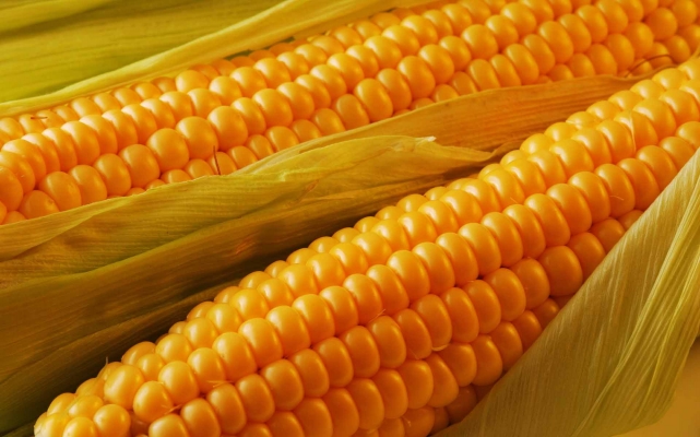 Best Grade Yellow Corn  from Falcon Overseas Co.