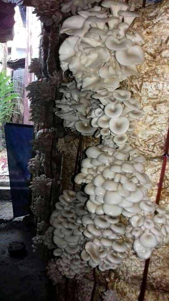 Export Quality Fresh Oyster Mushroom from Baishya Mushroom