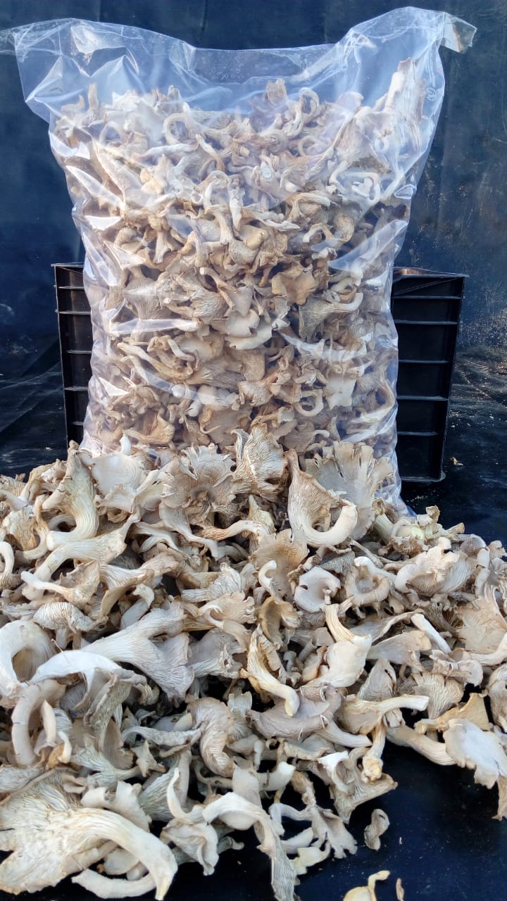 DRIED  P. OSTREATUS  ORGANIC  OYSTER  MUSHROOMS from SUPERFOOD ORGANICS PVT LTD