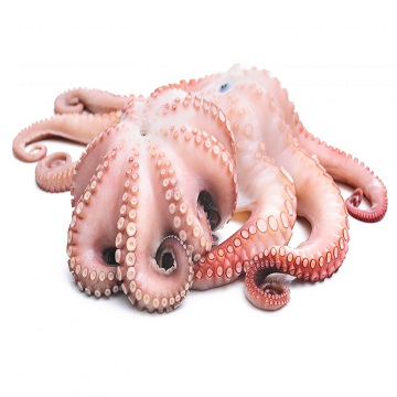 Wholesale Seafood Big Size Frozen Octopus from Millennium Grains Imports & Exports