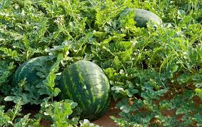 Organic Watermelon (Citrullus lanatus) seeds Kashmir from JKMPIC-Seed Store