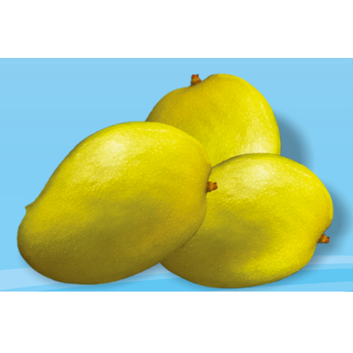 Best Quality Himapasand Mango