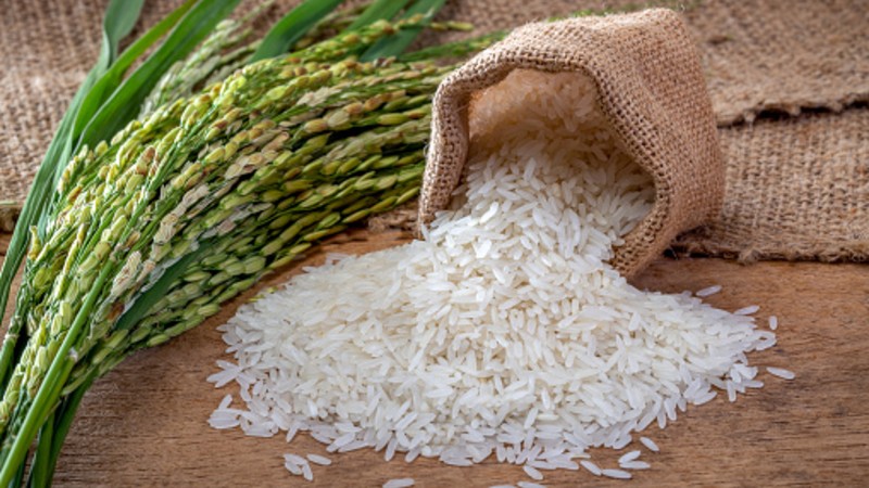 Indian Rice at best price from Rice Canvasing