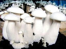 A Grade Fresh Milky Mushroom from ECO-CARE & AWARE 