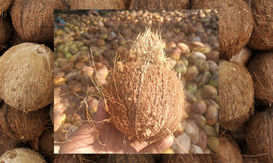 Husked & Semi-Husked Coconuts