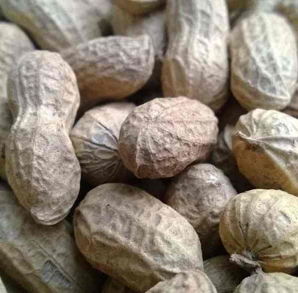 ORGANIC PEANUTS (IN SHELL) from Shubh Organic - We Grow Healthy Food!
