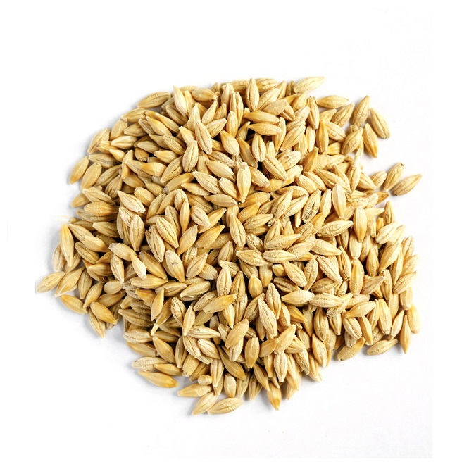 Best Quality Animal Barley from Bikram Animal Feed