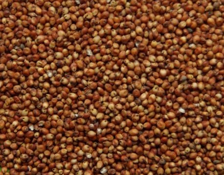 Sorghum Meal from Bikram Animal Feed