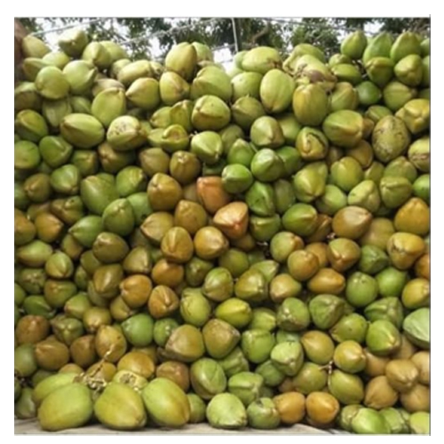 Fresh Tender Coconut from Sd jeelani traiders 