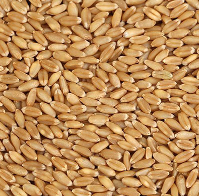 WHEAT GRAIN FROM PRAMODA EXIM CORPORATION