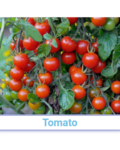 Fresh Tomato - Pan India from SRG EXIM