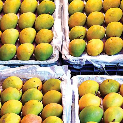 Fresh Mange - Wholesale