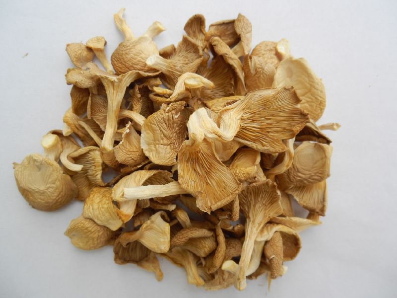 Oyster Mushrooms from BIOBRITTE AGRO SOLUTIONS PRIVATE LIMITED