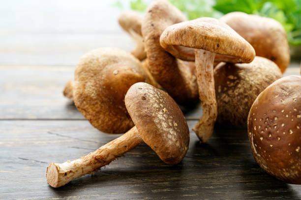 shiitake mushrooms from CUKUS SHIITAKE SHOP