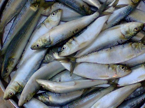 Frozen Sardine  Fish from Millennium Grains Imports & Exports