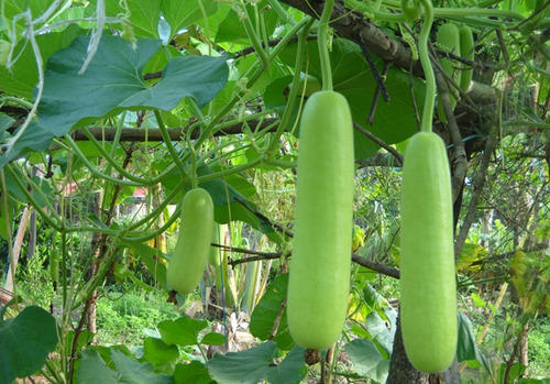 Fresh Lauki from Chauhan Exim