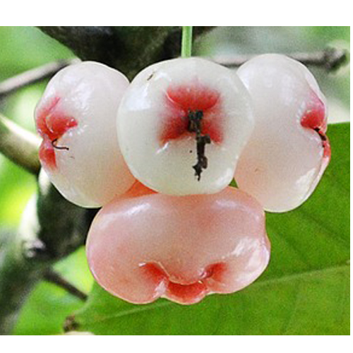 Fresh & Organic Jambu Fruits from EXPO TRADING