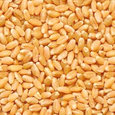 Whole Wheat from PV EXIM