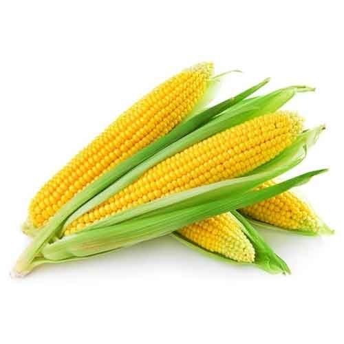 Premium Quality Fresh Maize from Chharia Impex Private Limited