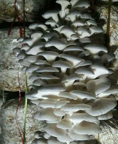 Pink Color Oyster Mushroom from Aaditya Agro Industries