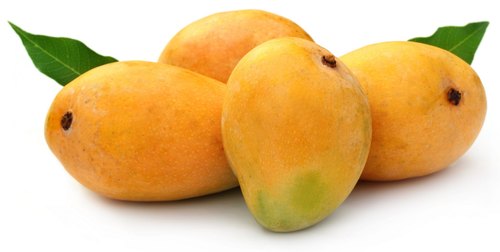 Alphonsa Mangoes ((Bulk Supplies VOLUME Business Only)) from Mithuna Foods