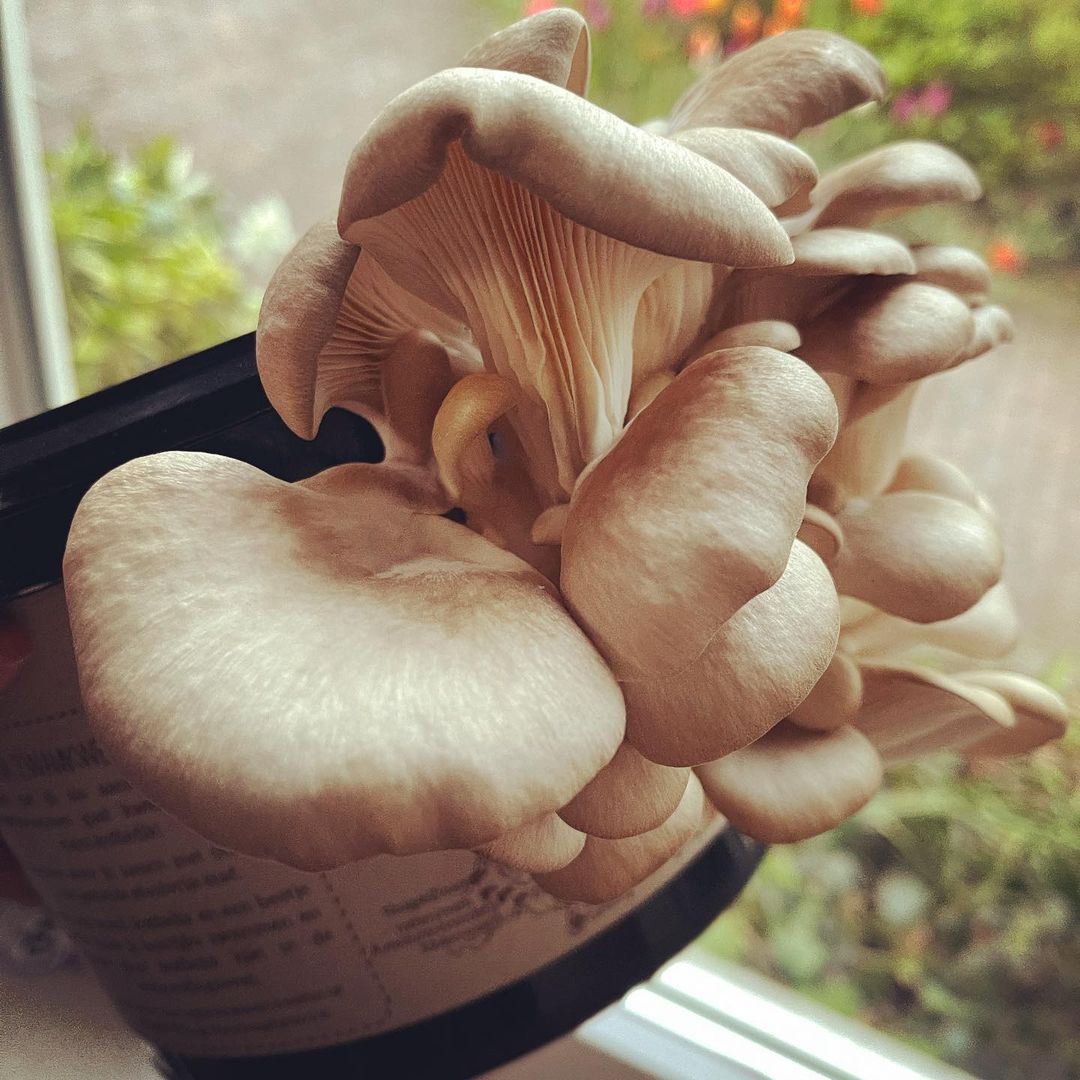 Mushroom Training Services