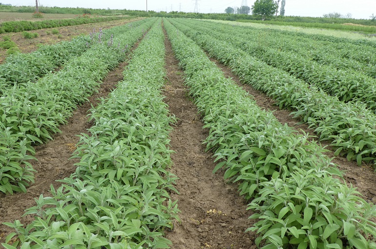 Sage-Salvia officinalis seeds for sale from JKMPIC-Seed Store