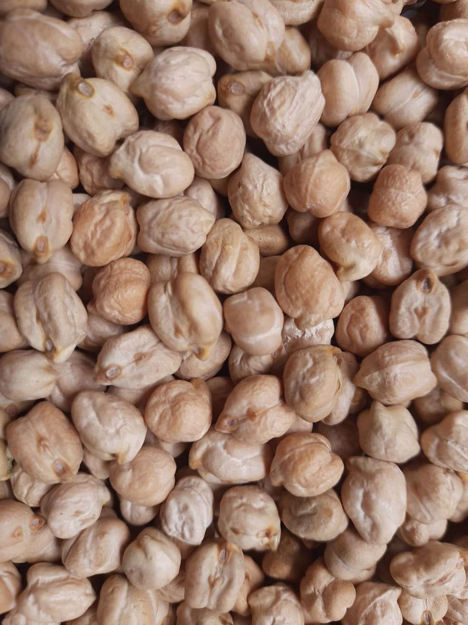 Chickpeas (Kabuli)