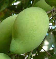 Fresh Banganapalli Mangoes from Amba Overseas