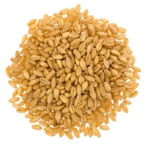 Best Quality Golden Wheat from Udaan Impex