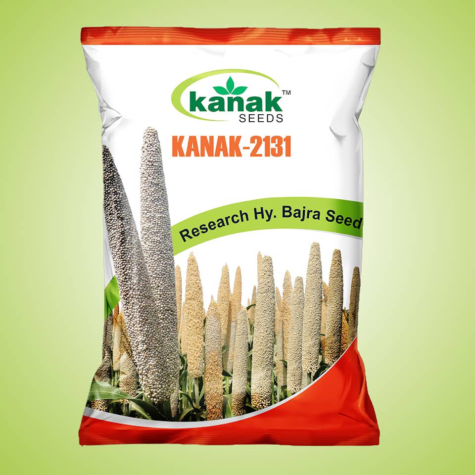 Research Hybrid Bajra Seed from Kanak Seeds