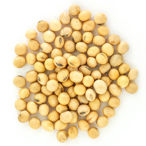 Export Quality Natural Soy Bean Grains from Rameshwaram G Export Import  Pvt Ltd