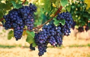 Best Quality Fresh Black Grapes From Juned and Sons from JUNED AND SONS
