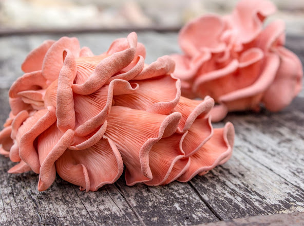 Best Quality Organic Oyster Mushrooms from RR MUSHROOMS