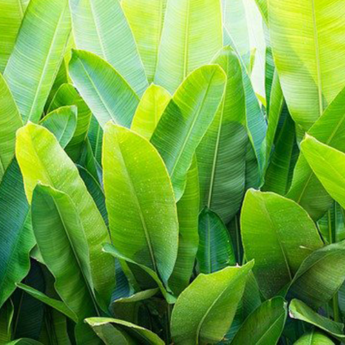 Various Banana Tree for Banana Farming 