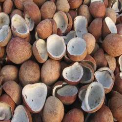Coconut Nut Copra  from CK AND CO