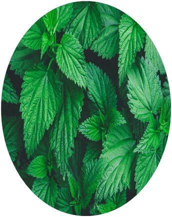 Stinging nettle-Urtica dioica seeds for sale from JKMPIC-Seed Store